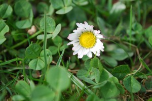 Gänseblümchen